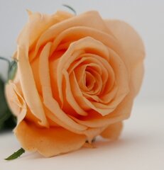 Стабилизированная роза Amorosa (персиковая) цена и информация | Спящие стабилизированные розы, растения | hansapost.ee