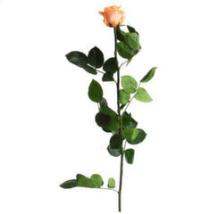 Uinuv roos Amorosa Standard Virsik цена и информация | Спящие стабилизированные розы, растения | hansapost.ee