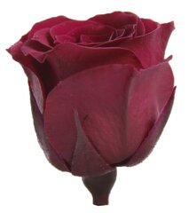 Stabiliseeritud roosid Princess 16 tk, byzance цена и информация | Спящие стабилизированные розы, растения | hansapost.ee