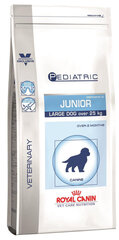 Royal Canin для щенков крупных пород Pediatric Junior Large Dog, 14 кг цена и информация | Сухой корм для собак | hansapost.ee