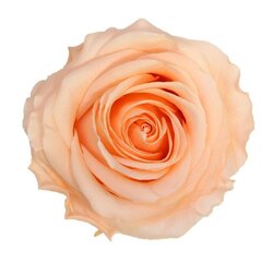 Стабилизированная роза Amorosa Premium, персик цена и информация | Спящие стабилизированные розы, растения | hansapost.ee