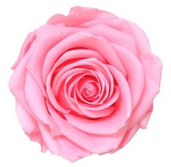 Стабилизированная роза Amorosa Premium, розовая цена и информация | Спящие стабилизированные розы, растения | hansapost.ee