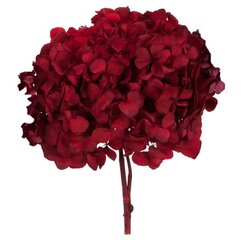 Stabiliseeritud Standard Hortensia, punane цена и информация | Спящие стабилизированные розы, растения | hansapost.ee