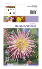 Kaktusdaalia Floralie d'Orleans 1 tk. цена и информация | Ранункулюс (Лютик) азиатский, белый, 10 шт. | hansapost.ee