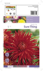 Kaktusdaalia Sure Thing 1 tk. цена и информация | Ранункулюс (Лютик) азиатский, белый, 10 шт. | hansapost.ee