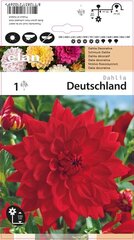 Dekoratiivsed daaliad Deutschland 1 tk. цена и информация | Ранункулюс (Лютик) азиатский, белый, 10 шт. | hansapost.ee