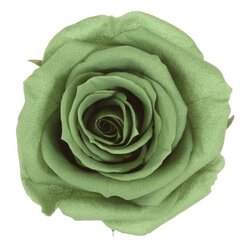 Стабилизированные Standard розы 6 шт., зеленые цена и информация | Спящие стабилизированные розы, растения | hansapost.ee