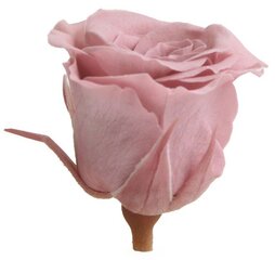 Stabiliseeritud roosid Princess, 16 tk, Cherry Blossom цена и информация | Спящие стабилизированные розы, растения | hansapost.ee
